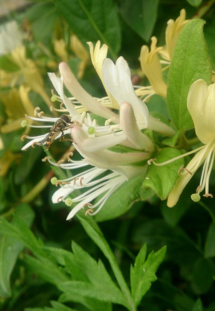 スイカズラの投稿画像 By Hideさん 黄色い花と白い花とつる性植物 17月5月18日 Greensnap グリーンスナップ