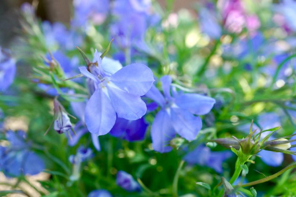 ロベリアの投稿画像 By Mint Teaさん 春のお花と写真と春の花たちと青い花と今日のお花と寄植えと鉢植えとガーデニングと小さな花と紫の花 17月5月18日 Greensnap グリーンスナップ