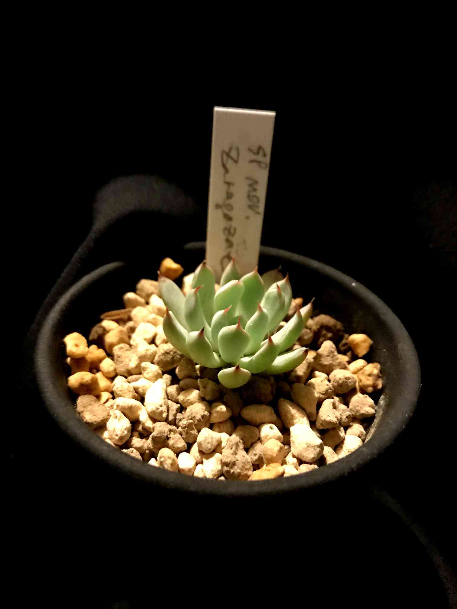 ザラゴーサ sp ノバの一覧｜🍀GreenSnap（グリーンスナップ）