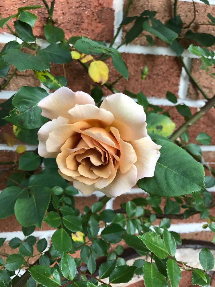 つるジュリアの投稿画像 By Taka4volvoさん バラ壁面とつるバラと今日のお花とバラ開花とバラを楽しむと バラ コンテスト 17月5月19日 Greensnap グリーンスナップ