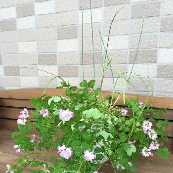 るり玉アリウムの投稿画像一覧 Greensnap グリーンスナップ