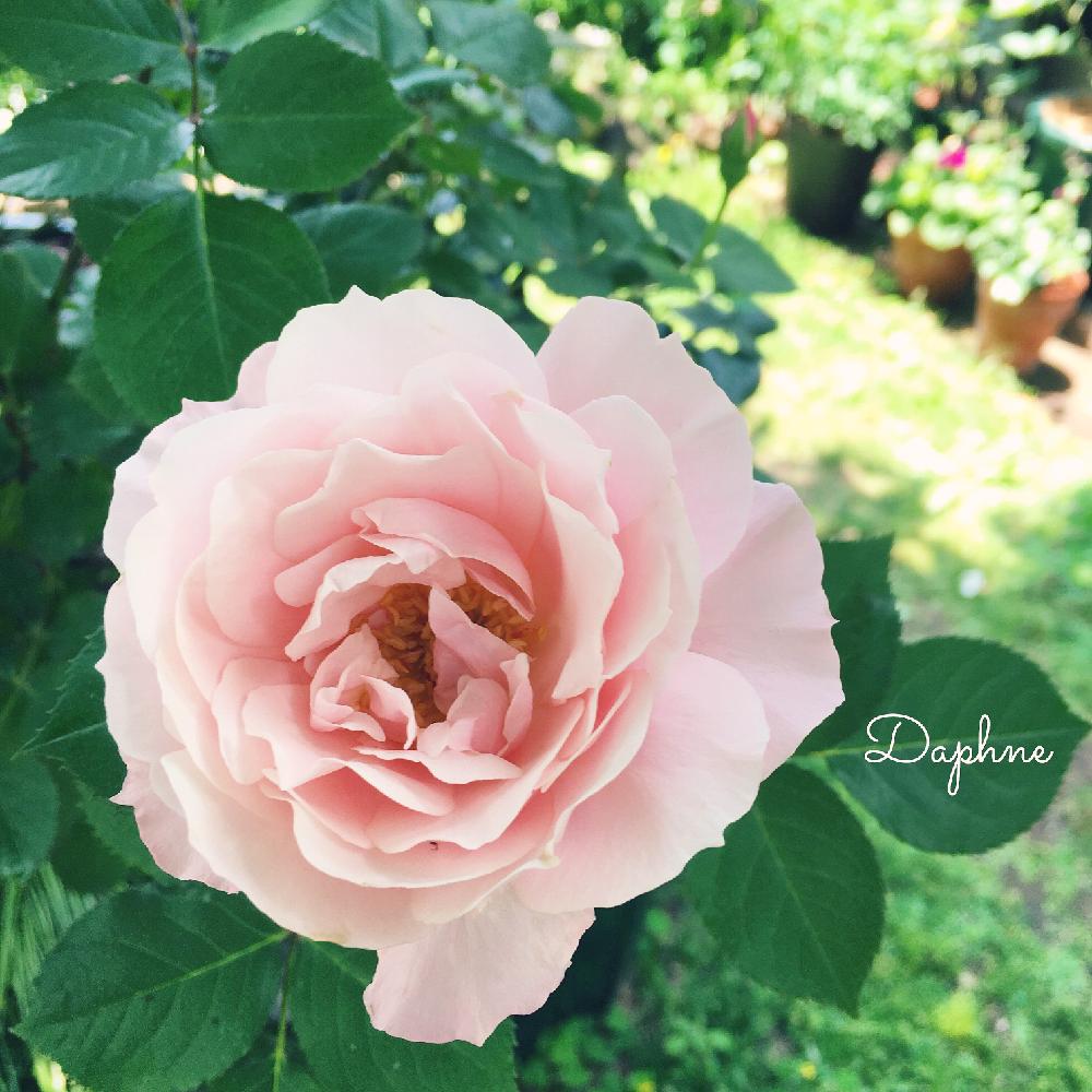 ダフネの投稿画像 By Manami さん バラ フロリバンダと今日の一枚と今日のお花とガーデニングとロサオリエンティスとバラを楽しむ 17月5月19日 Greensnap グリーンスナップ