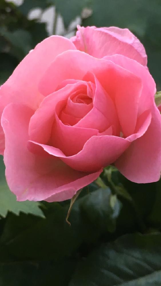 薔薇クイーンエリザベスの投稿画像 By 花が好きさん 花のある暮らし とこの色合い好きですと好きな色とありがとう と薔薇のある暮らし と癒される と薔薇が大好きです と嬉しいなあ とガーデニング 17月5月19日 Greensnap グリーンスナップ 薔薇クイーンエリザベスの投稿画像 By 花が好きさん 花のある暮らし とこの色合い好きですと好きな色とありがとう と薔薇のある暮らし と癒される と薔薇が大好きです と嬉しいなあ とガーデニング 17月5月19日 Greensnap グリーンスナップ