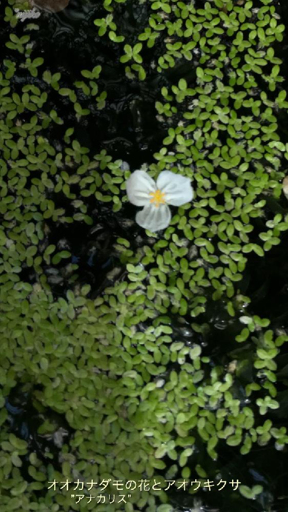 水草 アオウキクサの投稿画像 By Nijikoさん ご近所さんぽ と水草 オオカナダモの花と植中毒と今日の一枚とメダカはどこ 17月5月日 Greensnap グリーンスナップ
