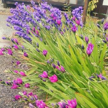 何ていう植物？の画像 by 松永種苗店(セメント町)さん | お出かけ先とバビアナとバビアナとピンクの花と何ていう植物？と良い天気と青い花と毎年咲く
