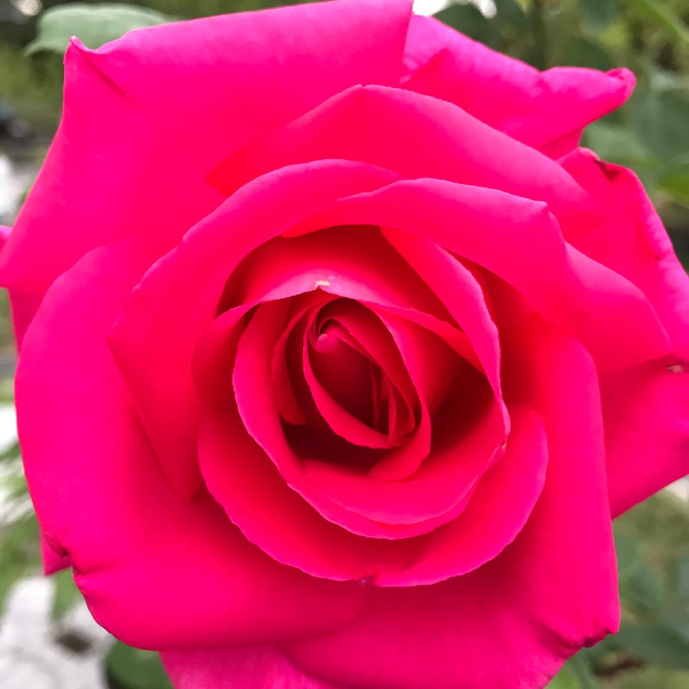 ピンク薔薇の投稿画像 By 苺さん バラ コンテストとばら バラ 薔薇 と手作りの庭とgs映えとgs日和とキャプテンハリーステビングスと今日は と花のある暮らしとバラ ミニバラ 17月5月日 Greensnap グリーンスナップ