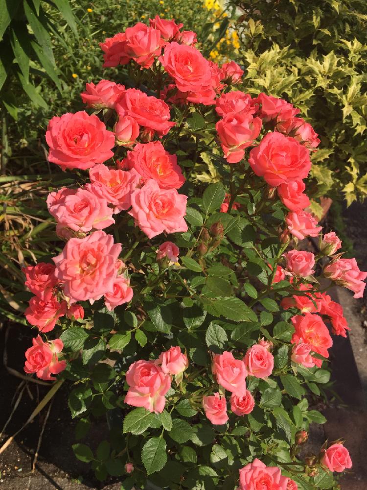 トゲなし薔薇の投稿画像 By あいさん ミニバラ鉢植えとバラ ミニバラ 17月5月日 Greensnap グリーンスナップ