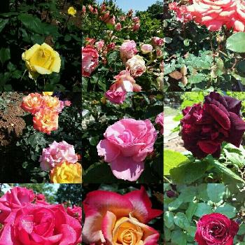 バラ リオサンバの画像 by サンシャインAさん | お出かけ先とバラ ミミエデンとレディーローズと薔薇 オレンジスプラッシュと黒真珠と紫雲とバラとイエローマジックとバラ リオサンバとマガリとタイムレス98と癒しときれいと植中毒と北公園と色とりどりの花と近所とかわいいとお散歩とバラ・ミニバラとグリーンと京成バラ園芸フォトコン