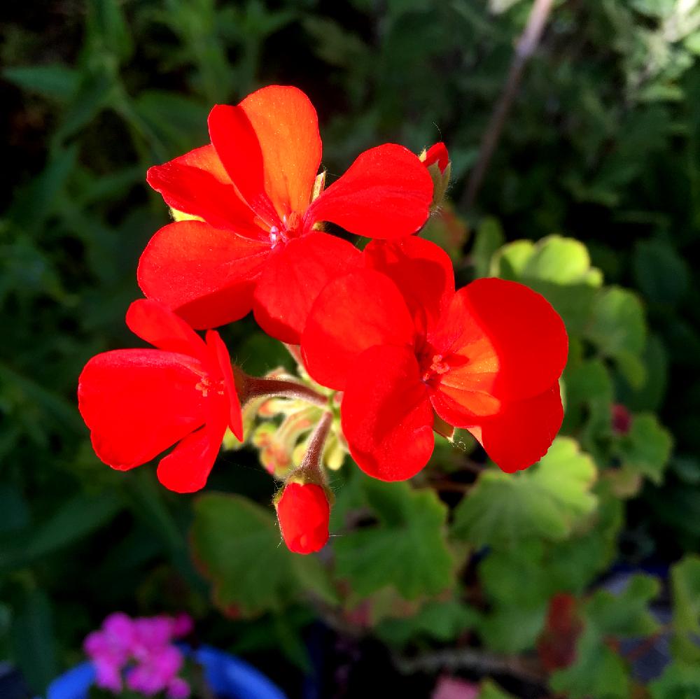 ゼラニウムの投稿画像 By あーちゃん さん 赤い花と鉢植え 17月5月日 Greensnap グリーンスナップ