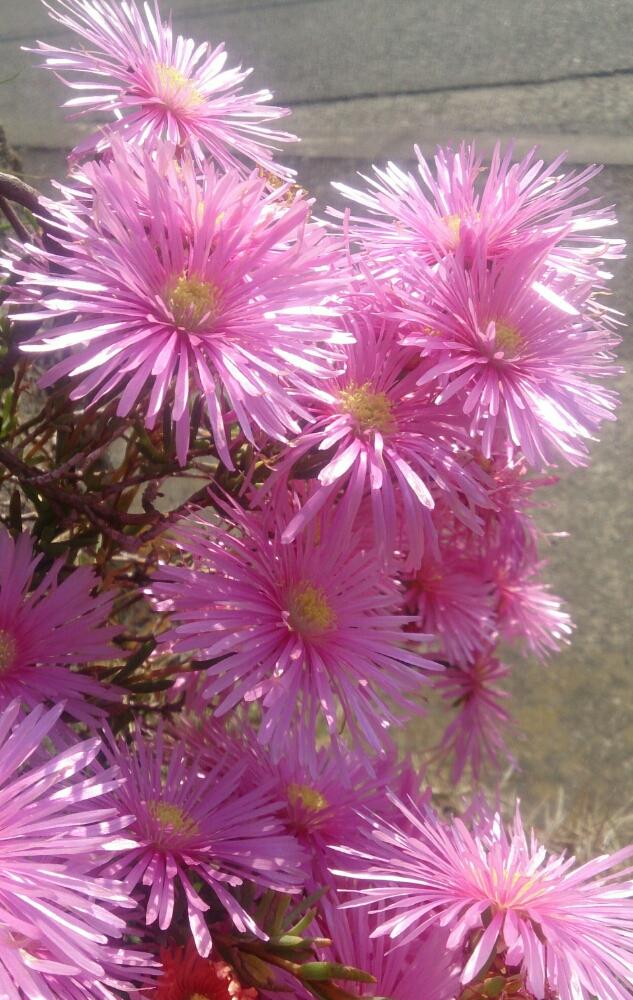 マツバギクの投稿画像 By Hideさん ピンクの花と今日のお花とほったらかしと毎年咲くとガーデニングと咲いた 17月5月日 Greensnap グリーンスナップ