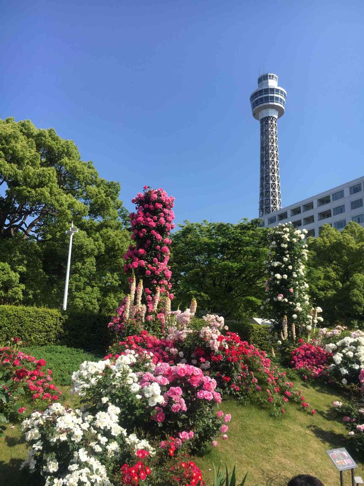 ソメさんの山下公園への投稿