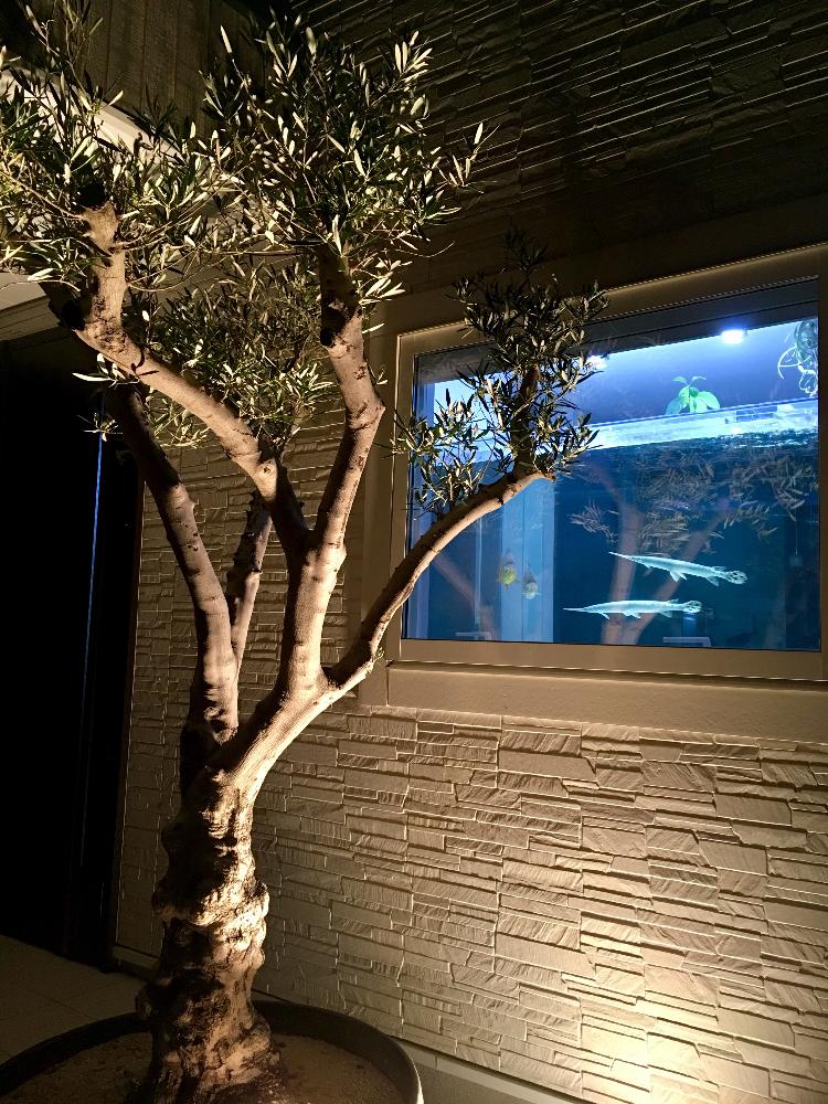 シンボルツリーの投稿画像 By ポルカドットさん オリーブ古木と我が家のシンボルツリー とオリーブの木 と玄関先のオリーブとオリーブの巨木と 玄関のお迎え植物 フォトコンテストと ライトアップグリーン フォトコンテストと水景のある暮らし 17月5月日