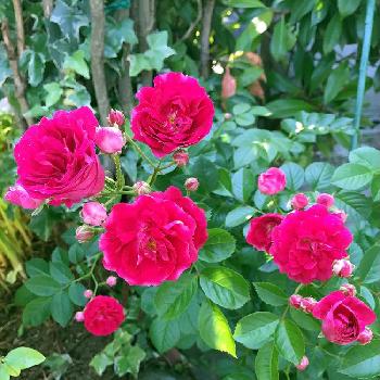 お義母さんの庭♡の画像 by karintoeさん | 小さな庭とミニバラとキュンキュン乙女倶楽部とキュンキュン乙女倶楽部No.40と今日の一枚と赤い花とナチュラルスタイルと花のある暮らしと2017.5とお義母さんの庭♡