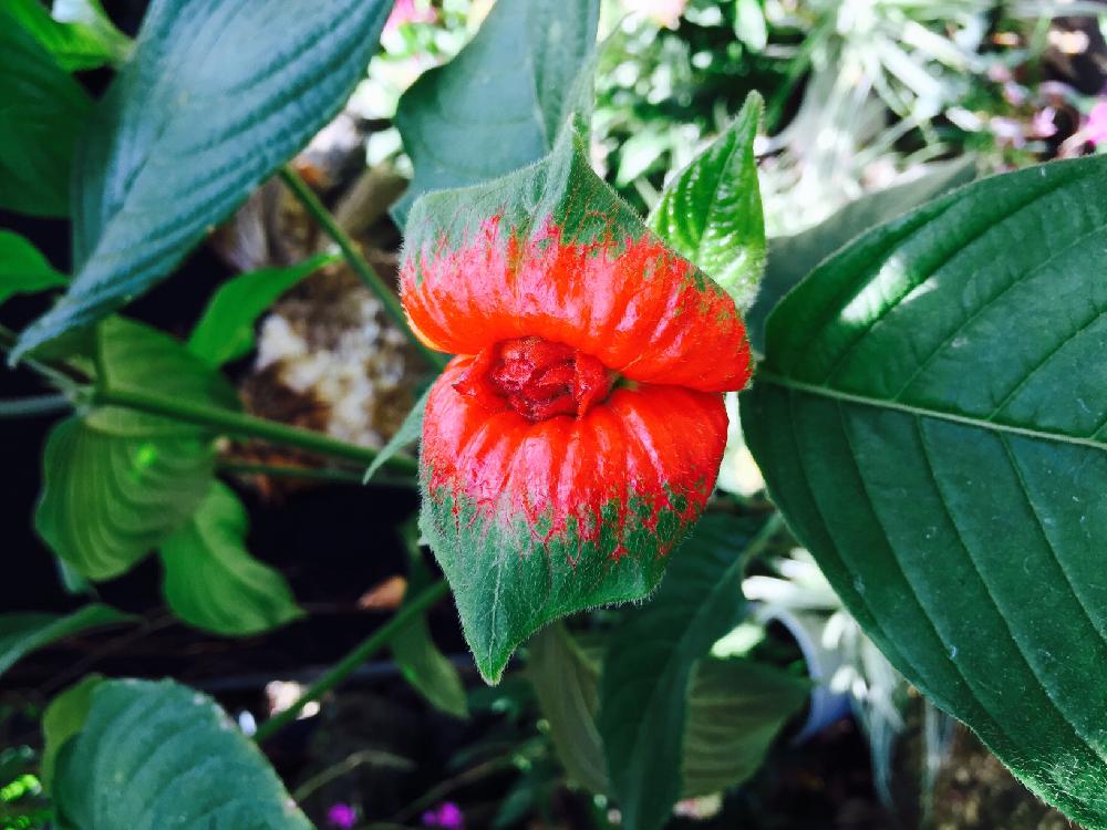 赤い唇 ホットリップスの投稿画像 By ちっちさん 京都府立植物園と 赤色植物 コンテストとお出かけ先と寒さ吹き飛ぶ 熱帯植物 フォトコンと赤い唇 ホットリップスと京都府立植物園と 赤色植物 コンテストと寒さ吹き飛ぶ 熱帯植物 フォトコン 17月5月21日