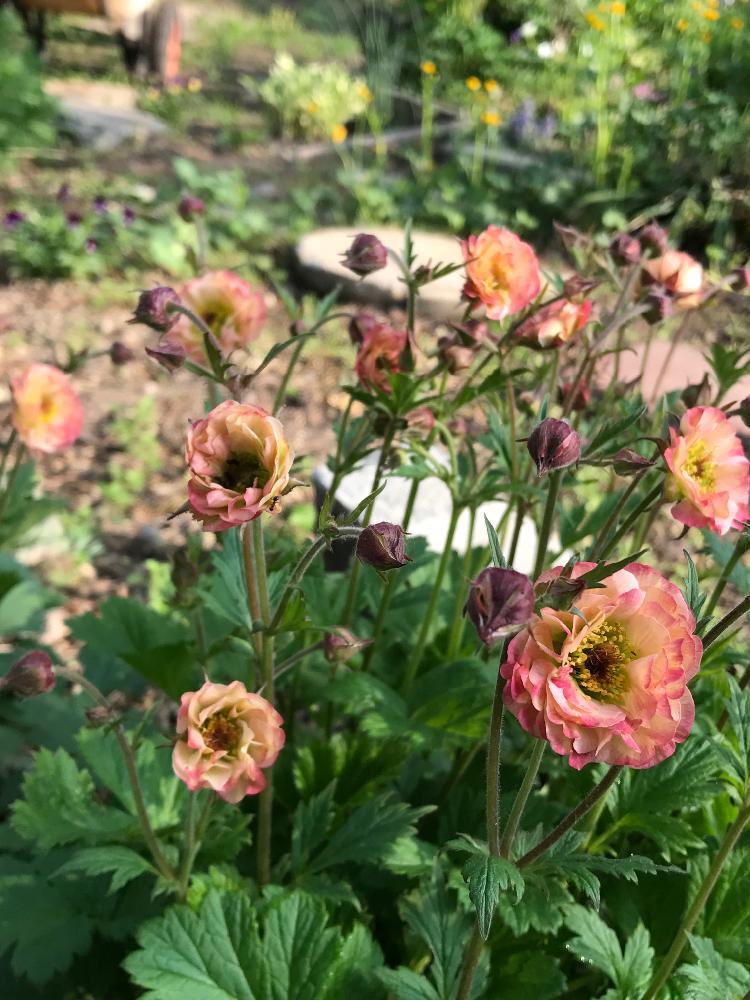 ゲウム コスモポリタンの投稿画像 By Happabakkaさん 小さな庭とダイコン草 ゲウムとハーディネスゾーン5と植中毒とhappabakkaの庭とダイコン草 ゲウムとハーディネスゾーン5と植中毒とhappabakkaの庭 17月5月21日 Greensnap グリーンスナップ Greensnap