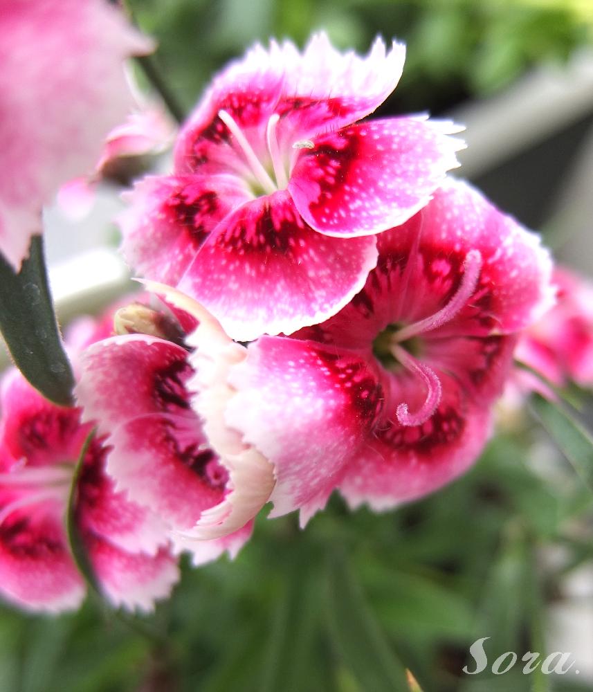 テルスターの投稿画像 By Soraさん ナデシコとバルコニー ベランダとビビッドとピンクのグラデーションとビビッドとピンクのグラデーション 17月5月21日 Greensnap グリーンスナップ Greensnap グリーンスナップ