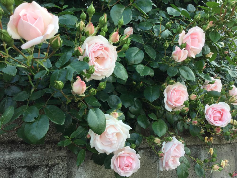 バラの投稿画像 By バラボンさん ニュードーンと育ちに育ったと無農薬有機栽培 17月5月21日 Greensnap グリーンスナップ