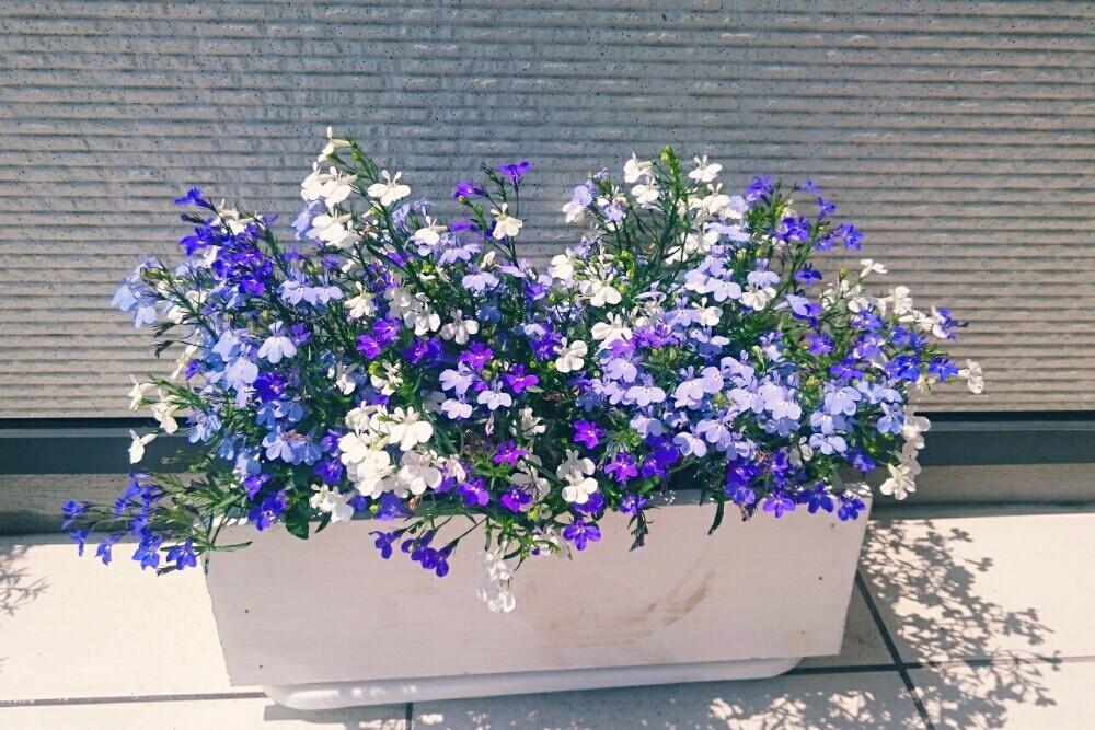 スカイティアラの投稿画像 By Miyabinecoさん プランターと青い花とガーデニングと今日のお花 17月5月21日 Greensnap グリーンスナップ