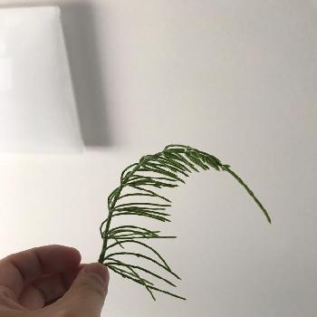 やっくるのアルバム Greensnap グリーンスナップ