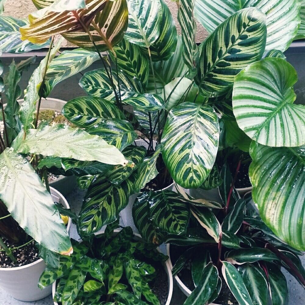 ストロマンテ トリオスターの投稿画像 By Wrimaさん カラテア ランシフォリア インシグニス とカラテア オルビフォリアとカラテア マコヤナと カラテア ルフィバルバとカラテアと斑入り と観葉植物とカラテア属と葉水 17月5月21日 Greensnap グリーン