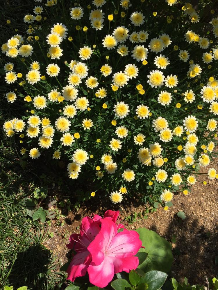 ピンクの花の投稿画像 By Makipiさん 黄色い花と今日のお花と小花と ツツジとマーガレット 17月5月21日 Greensnap グリーンスナップ