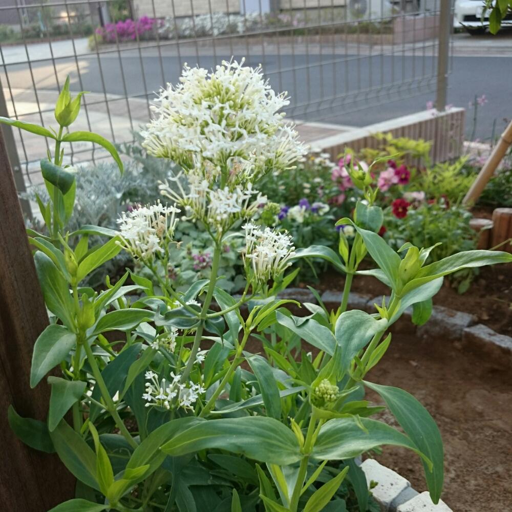 セントランサス スノークラウドの投稿画像 By Ougさん 手作り花壇 コンテストとミニ花壇とナチュラルガーデンとdiy 17月5月21日 Greensnap グリーンスナップ