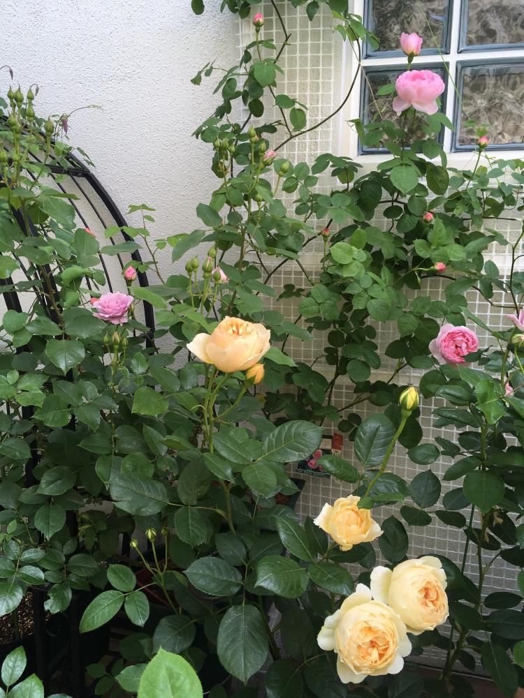バラの投稿画像 by konaさん｜コンスタンス スプライとバラ リベルラとER ジュード・ジ・オブスキュアとピンクの花とデビッドオースチンと