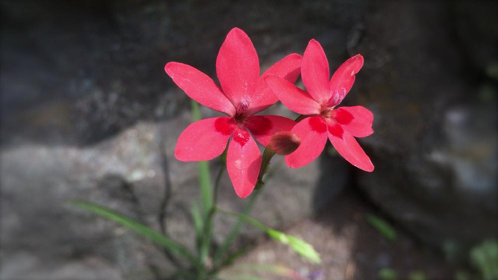 ヒメヒオウギの投稿画像 By K さん 野の花と赤いはなと雑草と小さな花とかわいいな 17 月5月21日 Greensnap グリーンスナップ