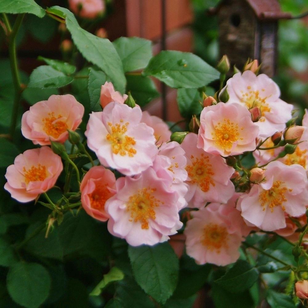 シュラブ フラワーガールの投稿画像 By Haiziさん 小さな庭と難易度低と花壇とナチュラルスタイルと小花とガーデニングと薔薇 といい香り と咲いた と難易度低と花壇とナチュラルスタイルと小花とガーデニングと薔薇 といい香り と咲いた 17月5月21日