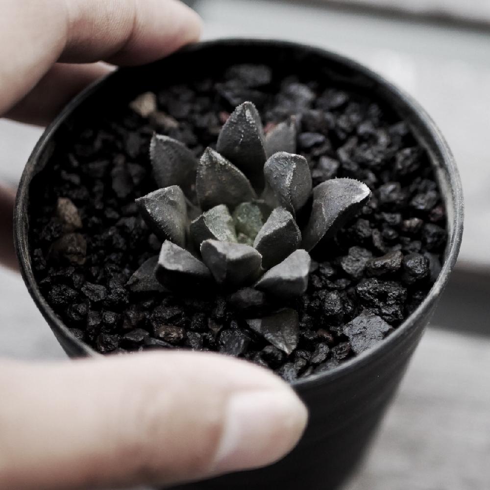 ハオルチア オニキスの投稿画像 By りとまんさん 多肉植物とマイ コレクションとボタニカルライフと放置栽培とハオルチア 属とわが家の多肉スペースと植中毒と今日の一枚とガーデニングと珍奇植物と小さな城とビザールプランツと俺の多肉植物と俺の鉢 17月5月21日