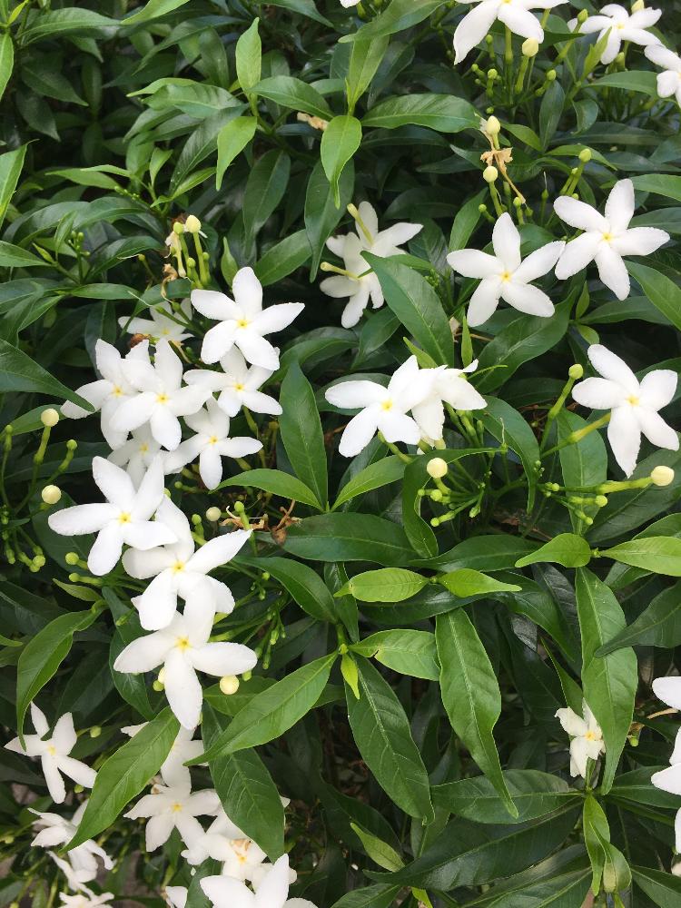 白い星型みたいなお花の投稿画像 By あやさん 今日のお花とお花いっぱいと癒し空間 17月5月21日 Greensnap グリーンスナップ
