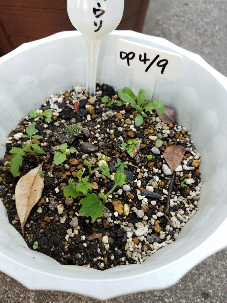 小さな庭の投稿画像 By このはなこゆきさん カラスウリ と今日の一枚と緑のカーテンに と種から育てる と無農薬有機栽培とカラスウリ と今日の一枚と緑のカーテンに と種から育てる と無農薬有機栽培 17月5月21日 Greensnap グリーンスナップ