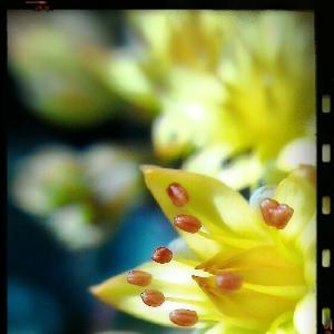 クリトリア ブルージャックの投稿画像 By Mako152cmさん 植中毒と花のある暮らしとガーデニング 17月7月25日 Greensnap グリーンスナップ