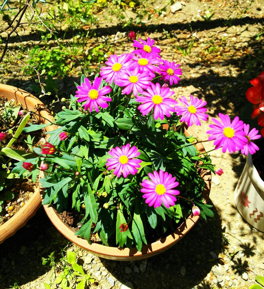 ブラキカムの投稿画像 By はみちゃんさん 17月5月21日 Greensnap グリーンスナップ