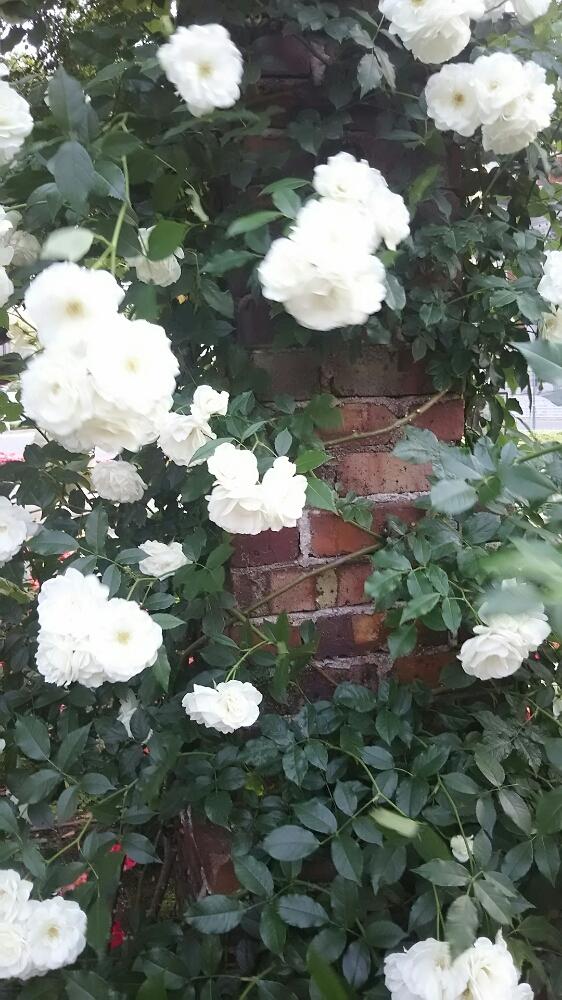 白薔薇 の投稿画像 By Muguet11さん 薔薇園とバラ 鉢植えと植中毒と今日のお花と薔薇たちと薔薇が素敵と薔薇 とロザリアンと洋風テイストと薔薇の花 17月5月21日 Greensnap グリーンスナップ