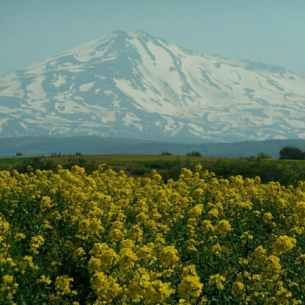 秋田県の富士山 鳥海山の投稿画像 By ちゃこ 彡さん 菜の花畑 17月5月21日 Greensnap グリーンスナップ