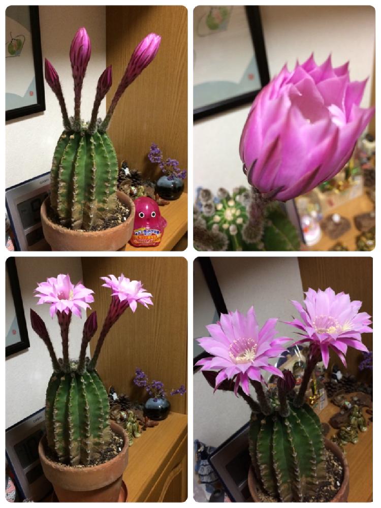 直営ストア 花サボテン 長盛丸 sushitai.com.mx