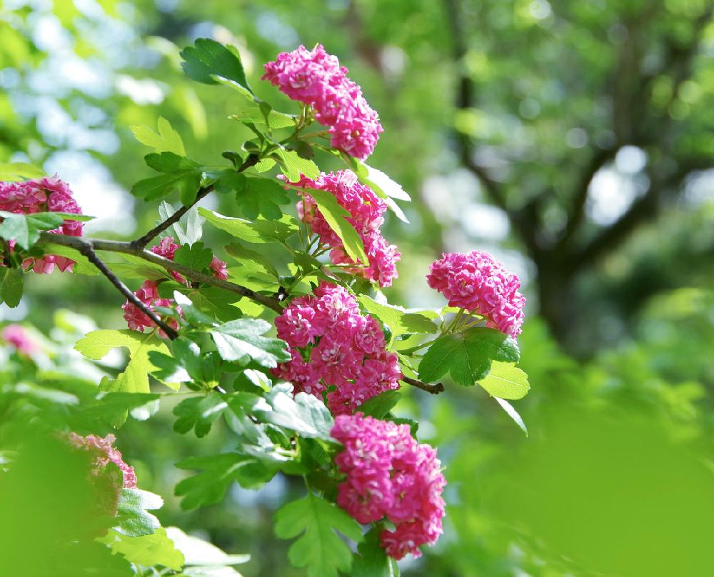 サンザシの投稿画像 By クリ さん ベニカサンザシとピンクの花と花木 17月5月22日 Greensnap グリーンスナップ