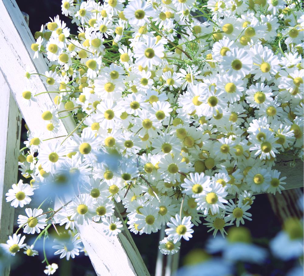 カモミールの投稿画像 By クリ さん 花盛りとハーブといい香りと小花と白い花 と300いいねと 白色植物 コンテストとテラスと世界らん展フォトコンテストと花盛りとハーブといい香りと小花と白い花と 白色植物 コンテストと世界らん展フォトコンテスト 17月5月22日