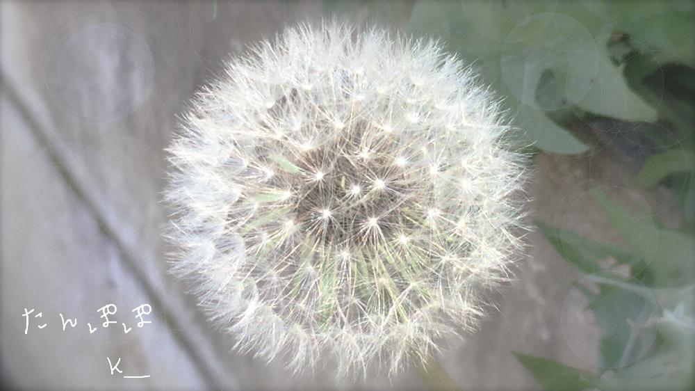 タンポポの綿毛の投稿画像 By K さん ふわふわと野の花と白いタンポポと植物と タンポポの綿毛と散歩道とふわふわの綿毛とかわいいな 17月5月22日 Greensnap グリーンスナップ