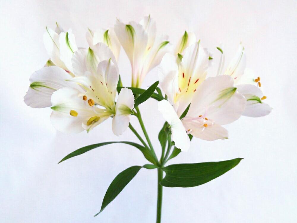 アルストロメリアの投稿画像 By Pieni Sayaさん 好きな花と満開といただきものときれいとお花と白い花とお花好き 17月5月22日 Greensnap グリーンスナップ