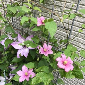 クレマチス フォンドメモリーズの投稿画像一覧 Greensnap グリーンスナップ