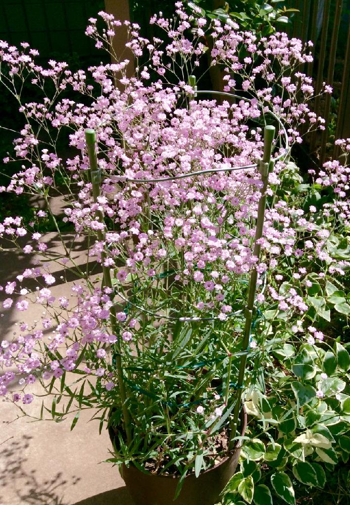 宿根カスミソウの投稿画像 By ミキさん カスミソウと鉢植えのお花と夏の陽気とナチュラルスタイルとガーデニングと咲いた 17月5月22日 Greensnap グリーンスナップ