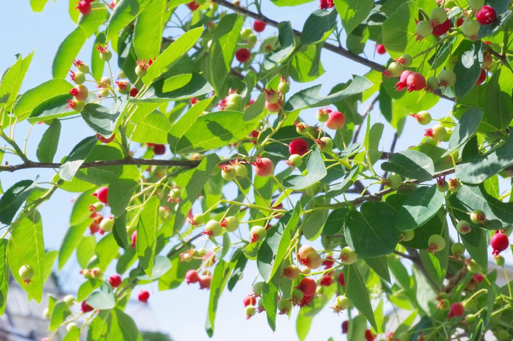 ジューンベリーの投稿画像 By ぴろこさん シンボルツリーと果樹と植中毒とジューンベリー と実がなると青空 17月5月22日 Greensnap グリーンスナップ