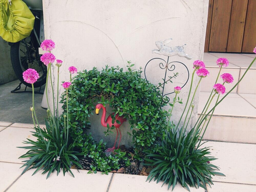 アルメリアの投稿画像 By Green Ballさん うれしいな とピンクの花とマイガーデンと 手作り花壇 コンテストとガーデニングとポンポン咲き 17月5月22日 Greensnap グリーンスナップ