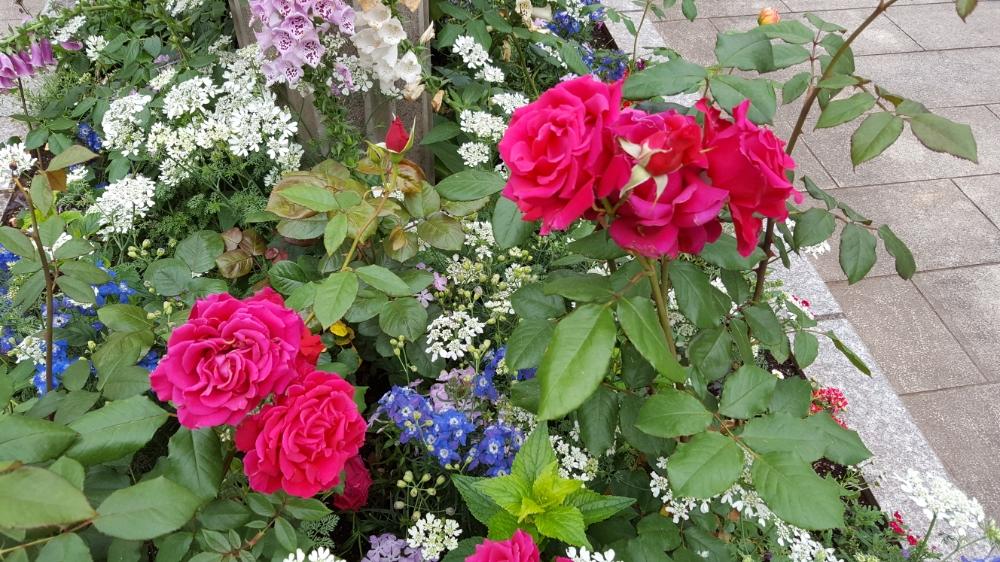 ミカエルの投稿画像 By Green Roseさん バラ ミニバラ 17月5月23日 Greensnap グリーンスナップ