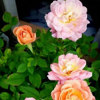 ミニバラ　フローランドプリズムの画像 by 9689さん | バルコニー/ベランダとミニバラときれいと毎年咲くとかわいいな♡とミニバラ　フローランドプリズム