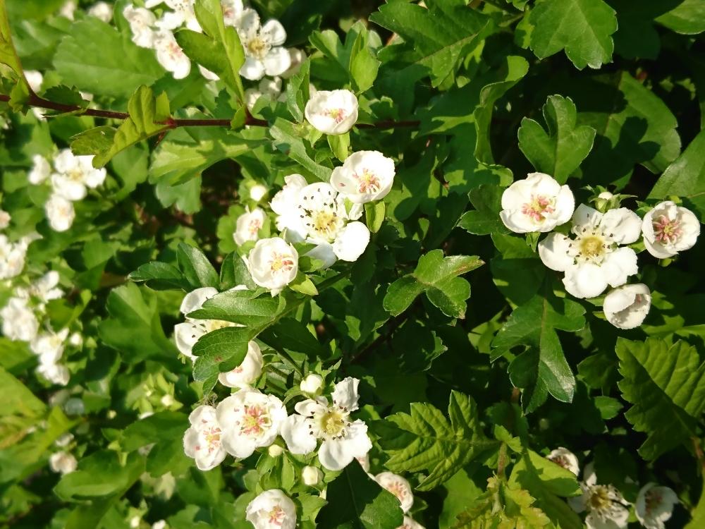 サンザシの投稿画像 By Nonnnonnさん 今日のお花 17月5月23日 Greensnap グリーンスナップ