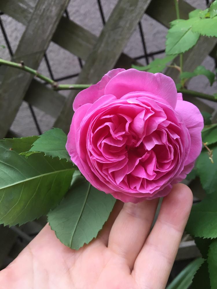 小さな庭の投稿画像 By ルイーズさん 今日のお花と薔薇ルイーズオディエとガーデニングと半日陰と今日のお花と薔薇ルイーズオディエとガーデニングと半日陰 17月5月23日 Greensnap グリーンスナップ Greensnap グリーンスナップ