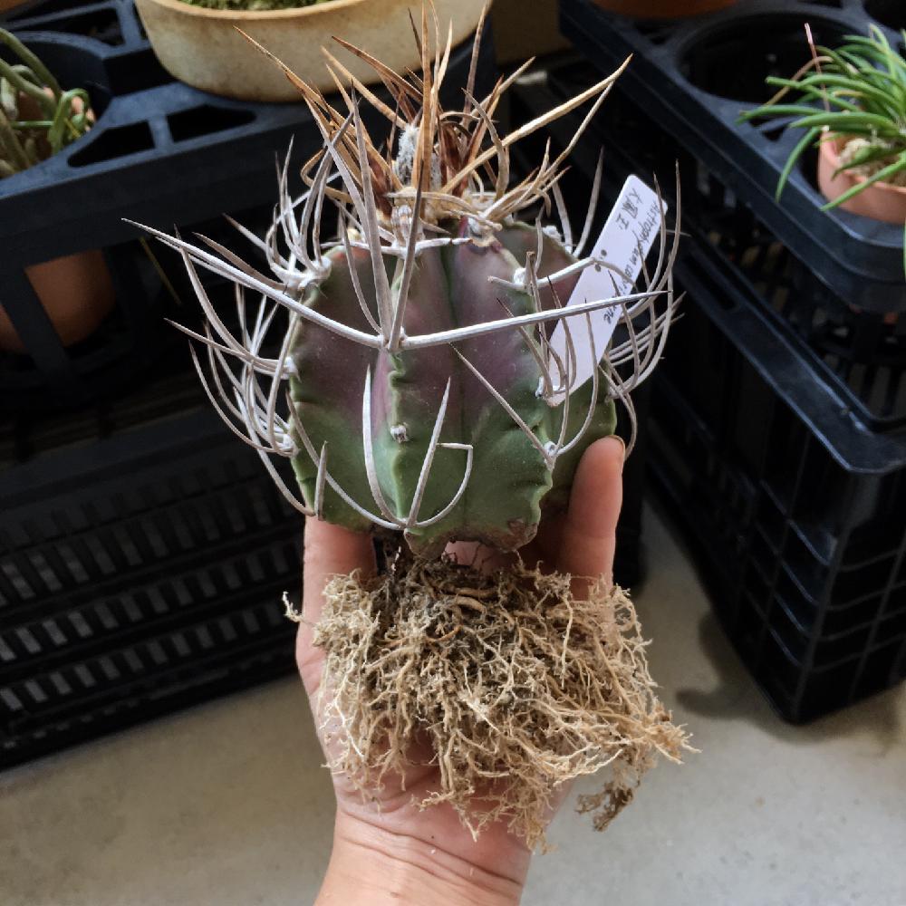 大鳳玉の投稿画像 By ミモ3さん サボテン科とastrophytumと植え替えとアストロフィツム属と根っこフェチ 17月5月23日 Greensnap グリーンスナップ